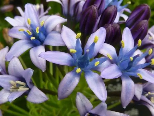 Сиреневые цветы Scilla peruviana