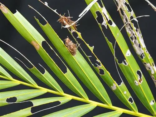 лист, поврежденный личинками