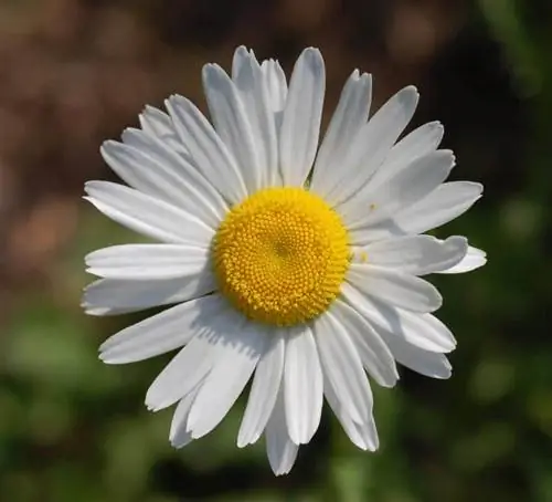 Leucanthemum vulgare 'Филигран'