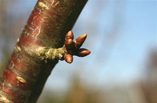 бутоны вишневого цвета