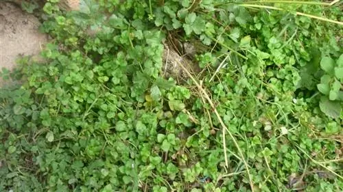 мята королевская трава