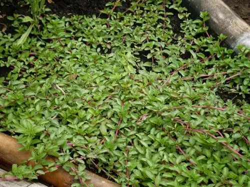 Мята болотная, садовая трава