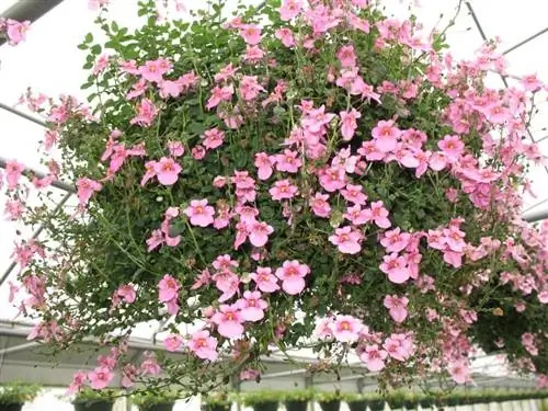 Диасция бородатая