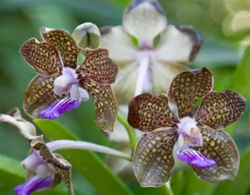 Орхидея Ванда, как сделать так, чтобы она была идеальной круглый год