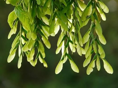 Acer negundo самарский