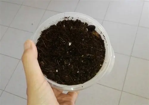 политые семена