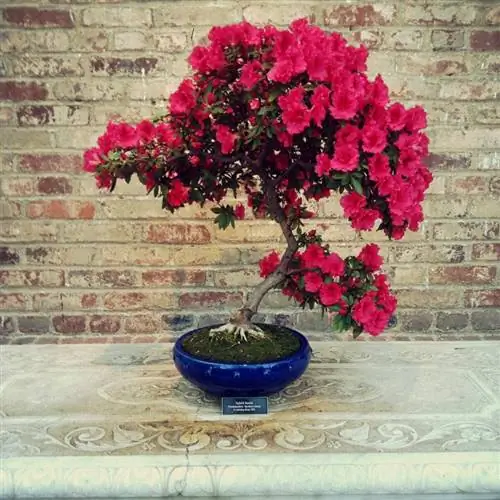 Азалия Бонсай