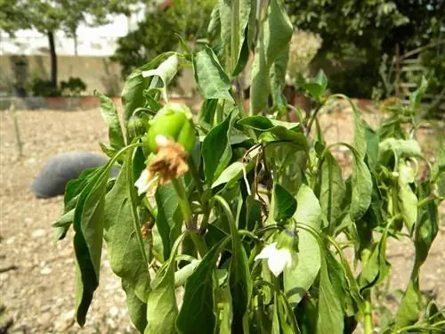 растения и стресс