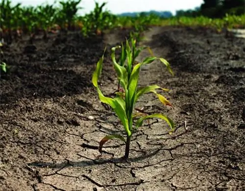 стрессовое растение