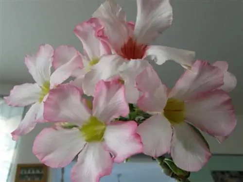 пустынная роза