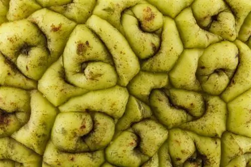 маклюра помифера