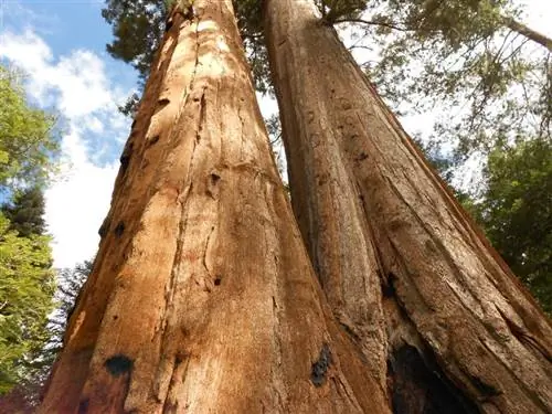 секвойя