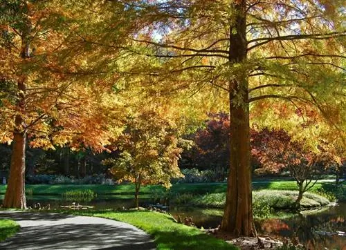 Таксодиум дистихум