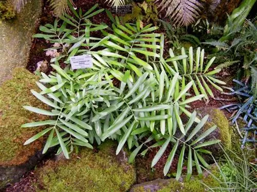 Zamia loddigesii вар. широколиственный