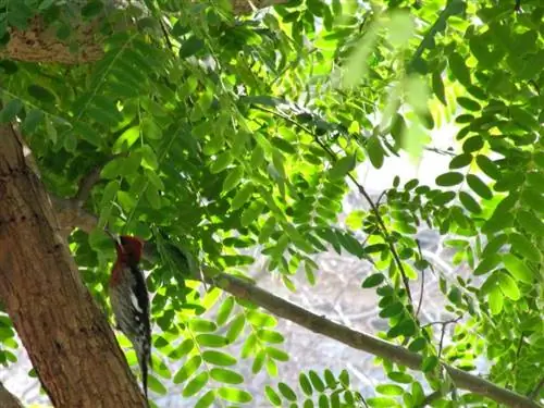 Листья типуана типу