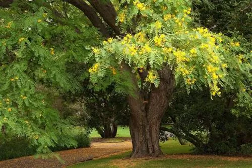 типуана типу