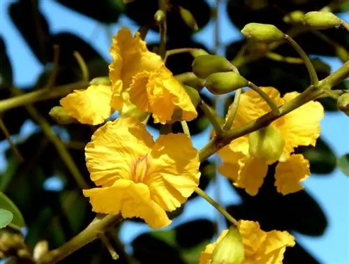 Типуана типу, устойчивое и декоративное дерево