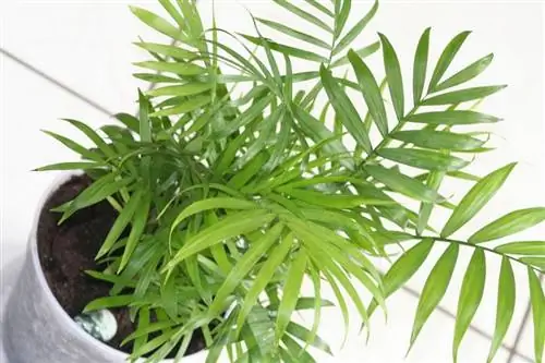 Хамедорея изящная