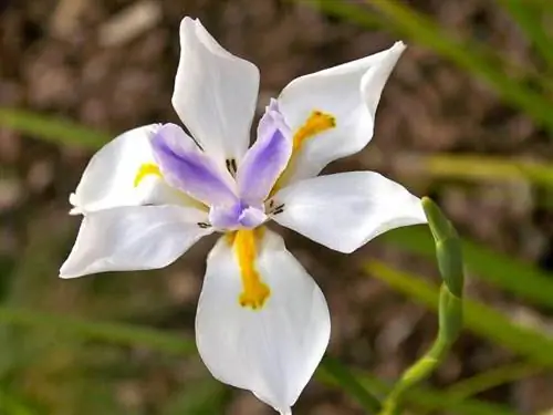 Откройте для себя Dietes, растение с очень декоративными цветами