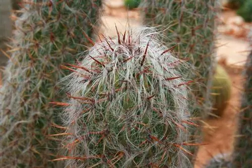Ореоцереус тролли