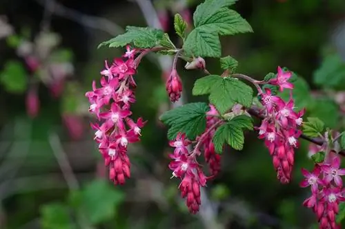 Рибес кроваво-красный