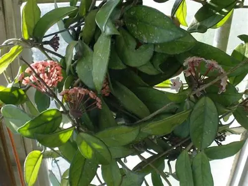 фарфоровое цветочное растение