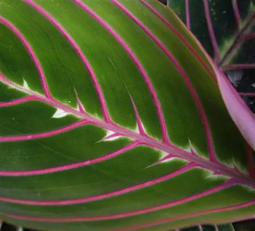 Нижняя сторона листа маранты