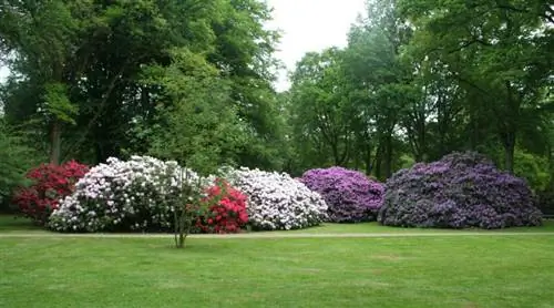 рододендрон в саду