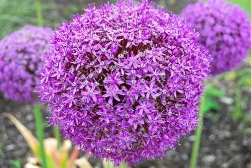 allium_giganteum
