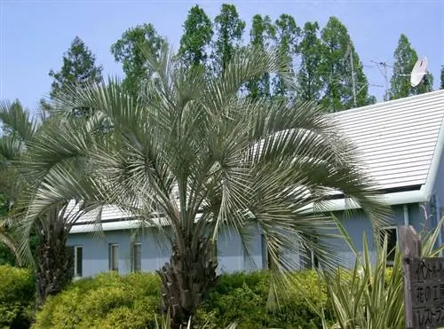 бутия головная