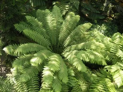 папоротник