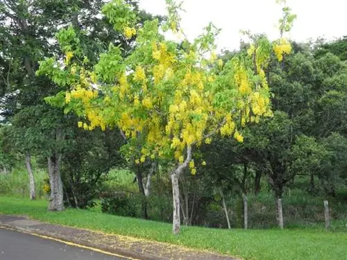 Кассия фистула