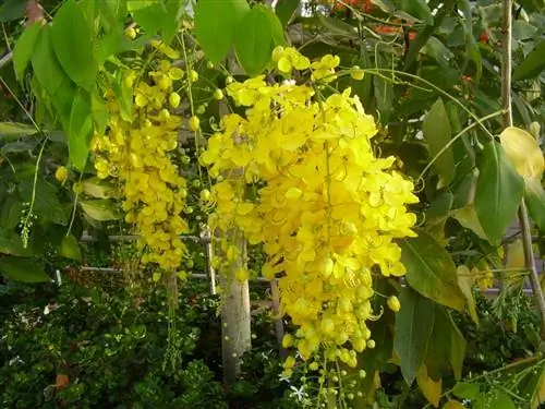 Cassia fistula, золотой дождь для жаркого климата