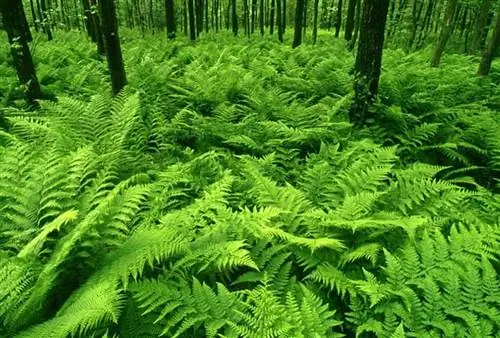 папоротники