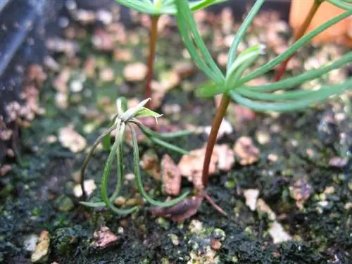 Выпревание или гибель всходов: как предотвратить?