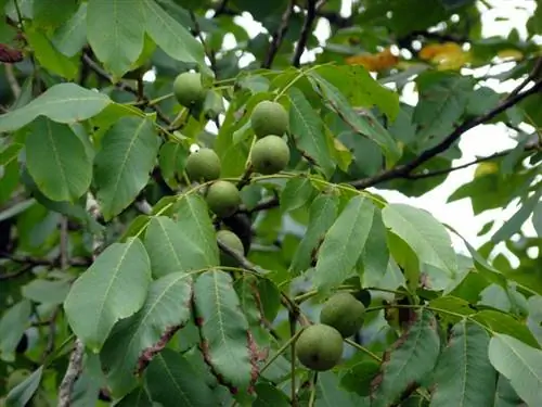 юглан царская