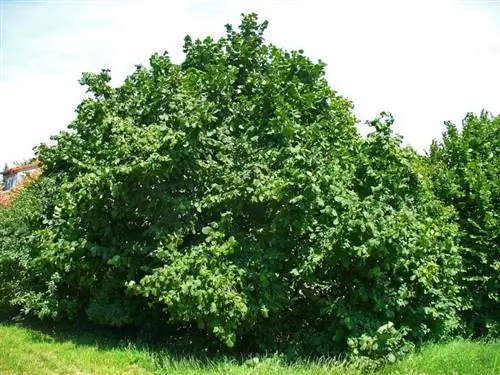 Хейзел