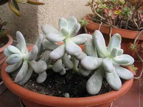 Pachyphytum bracteosum или Pachifito