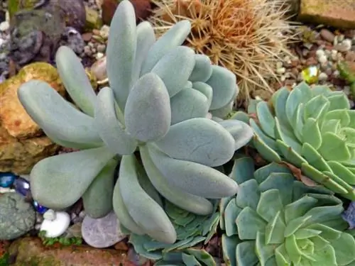 Pachyphytum bracteosum, декоративный суккулент