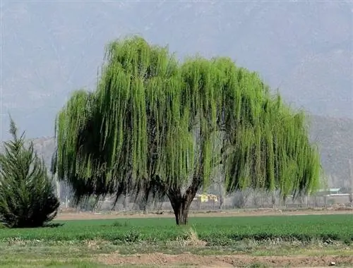 Уиллоу