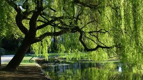 3 интересных документальных фильма о растениях