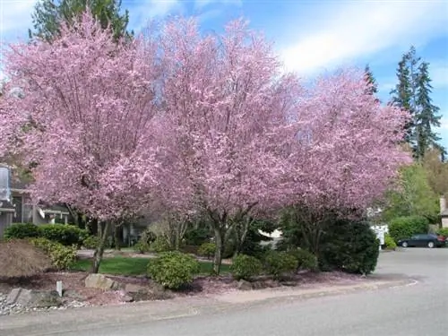 Prunus cerasifera в цветке Prunus cerasifera в цветке
