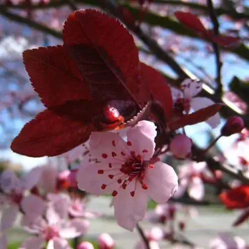 Prunus cerasifera Prunus cerasifera