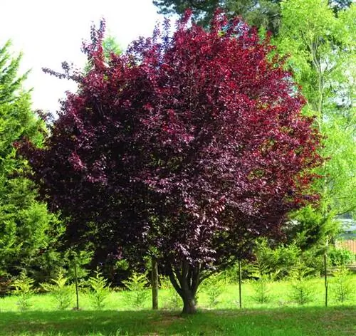 Prunus cerasifera, деревенский и красивый, как немногие другие
