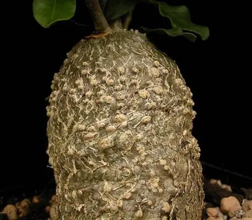 ствол Fockea edulis