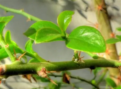 Pereskia weberiana ''Черветано'' Pereskia weberiana ''Черветано''