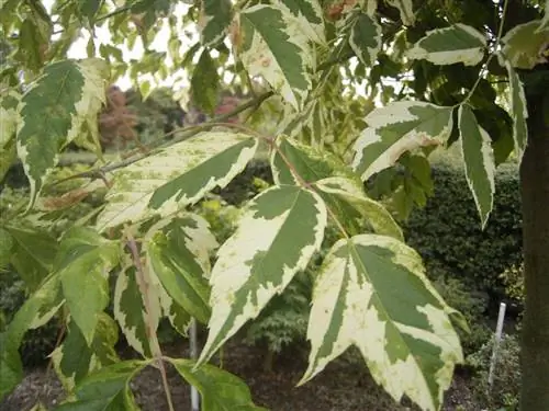 Acer negundo 'Aureomarginatum'