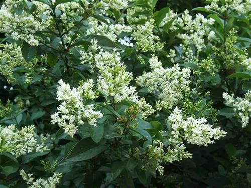 Использование слова privet