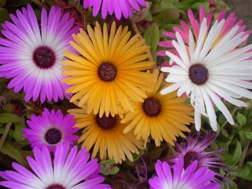 Mesembryanthemum, нежное цветущее растение