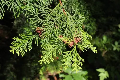 Chamaecyparis, ложный кипарис